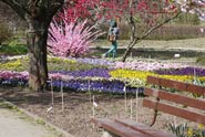 Ansicht auf Beete und Bäume des Botanischen Gartens